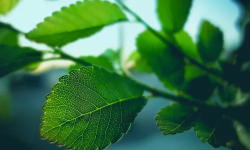 【13367】植物壁纸  2K 高清壁纸2560_1600@青蛙壁纸-笨猫小站