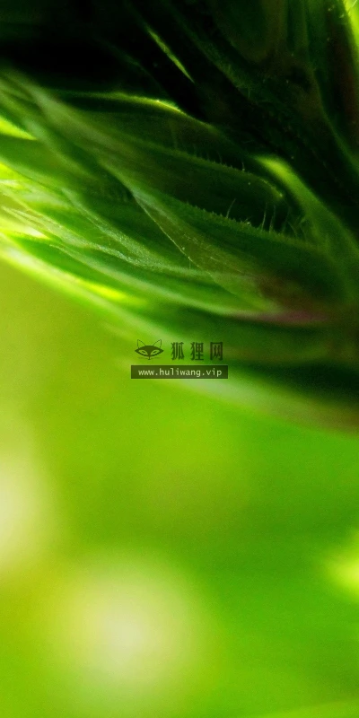 【13368】植物壁纸  2K 高清壁纸2560_1600@青蛙壁纸-笨猫小站