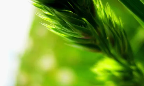 【13368】植物壁纸  2K 高清壁纸2560_1600@青蛙壁纸-笨猫小站