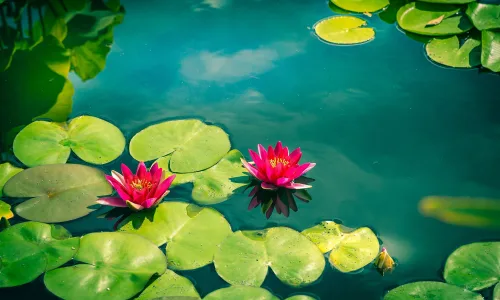 【13369】植物壁纸  2K 高清壁纸2560_1600@青蛙壁纸-笨猫小站