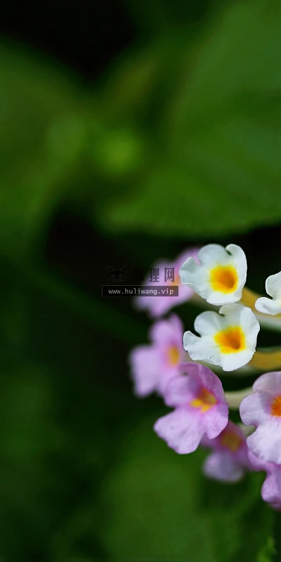 【13370】植物壁纸  2K 高清壁纸2560_1600@青蛙壁纸-笨猫小站