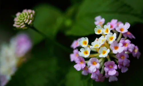 【13370】植物壁纸  2K 高清壁纸2560_1600@青蛙壁纸-笨猫小站