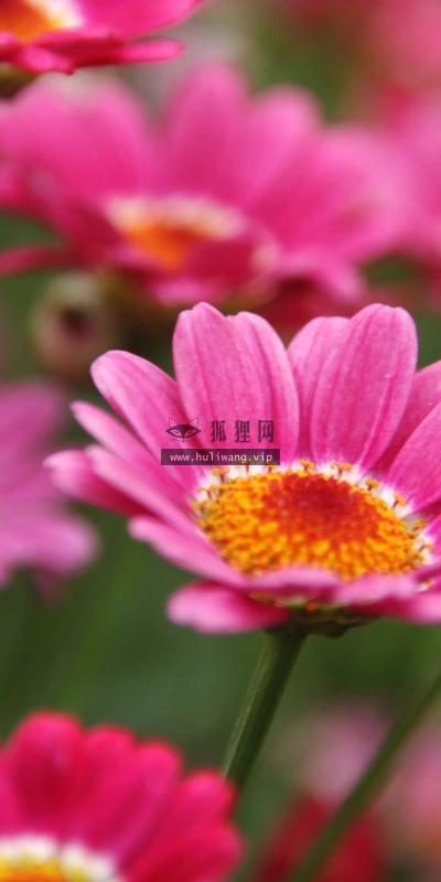 【13371】植物壁纸  2K 高清壁纸2560_1600@青蛙壁纸-笨猫小站