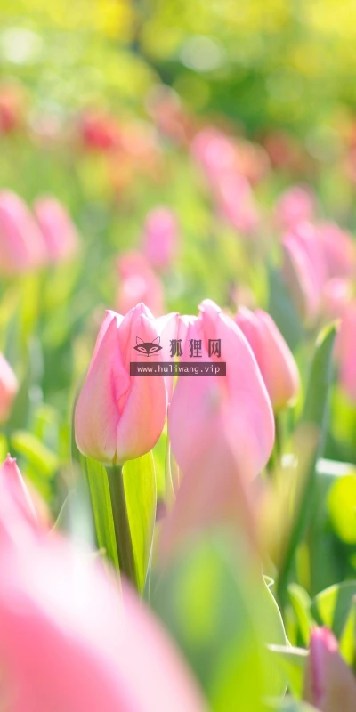 【13372】植物壁纸  2K 高清壁纸2560_1600@青蛙壁纸-笨猫小站
