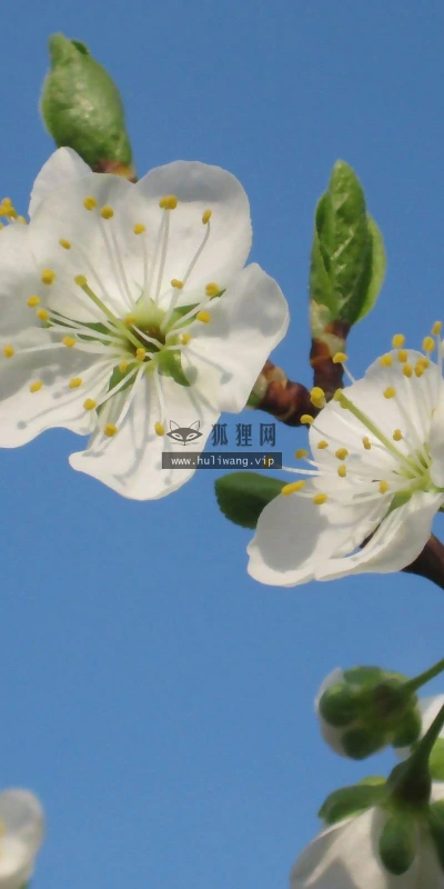 【13374】植物壁纸  2K 高清壁纸2560_1600@青蛙壁纸-笨猫小站
