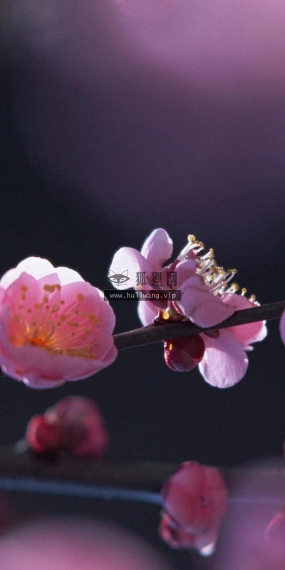 【13375】植物壁纸  2K 高清壁纸2560_1600@青蛙壁纸-笨猫小站