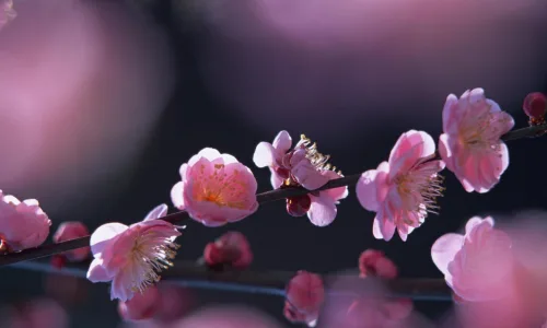 【13375】植物壁纸  2K 高清壁纸2560_1600@青蛙壁纸-笨猫小站
