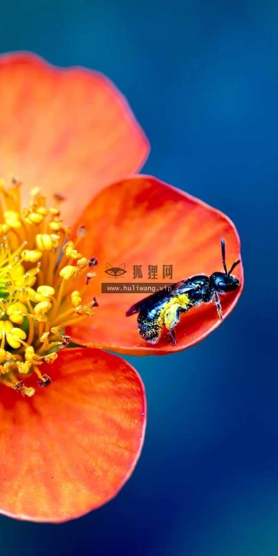 【13376】植物壁纸  2K 高清壁纸2560_1600@青蛙壁纸-笨猫小站