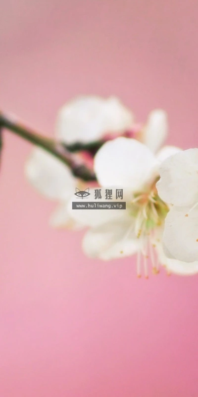 【13378】植物壁纸  2K 高清壁纸2560_1600@青蛙壁纸-笨猫小站