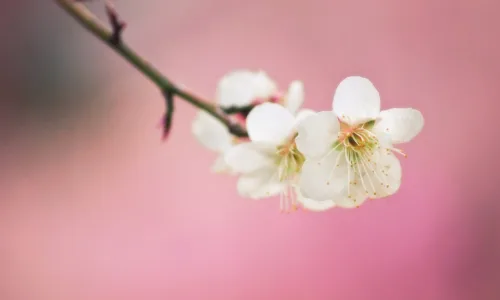 【13378】植物壁纸  2K 高清壁纸2560_1600@青蛙壁纸-笨猫小站