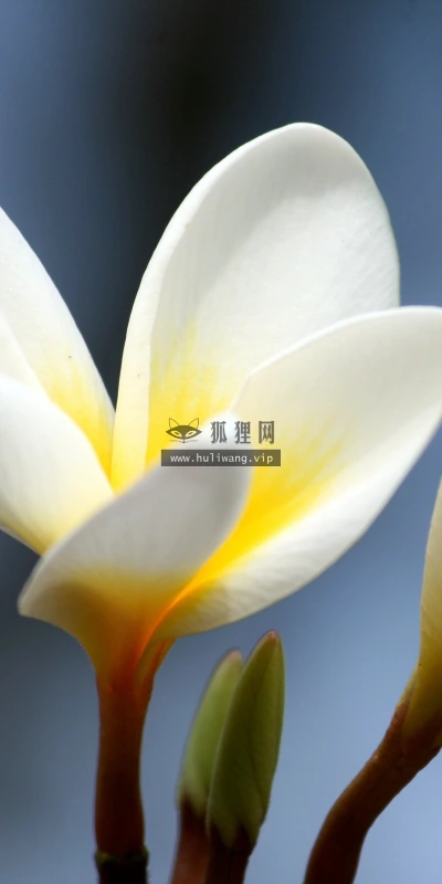 【13380】植物壁纸  2K 高清壁纸2560_1600@青蛙壁纸-笨猫小站