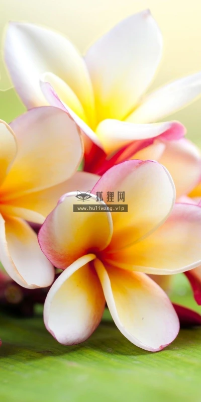 【13381】植物壁纸  2K 高清壁纸2560_1600@青蛙壁纸-笨猫小站