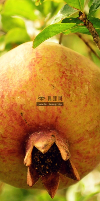 【13382】植物壁纸  2K 高清壁纸2560_1600@青蛙壁纸-笨猫小站