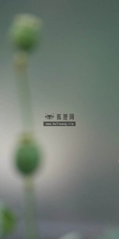 【13383】植物壁纸  2K 高清壁纸2560_1600@青蛙壁纸-笨猫小站