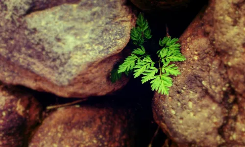 【13384】植物壁纸  2K 高清壁纸2560_1600@青蛙壁纸-笨猫小站