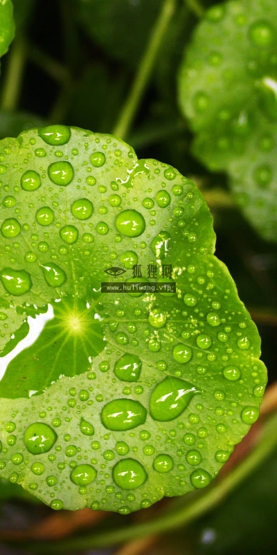 【13385】植物壁纸  2K 高清壁纸2560_1600@青蛙壁纸-笨猫小站