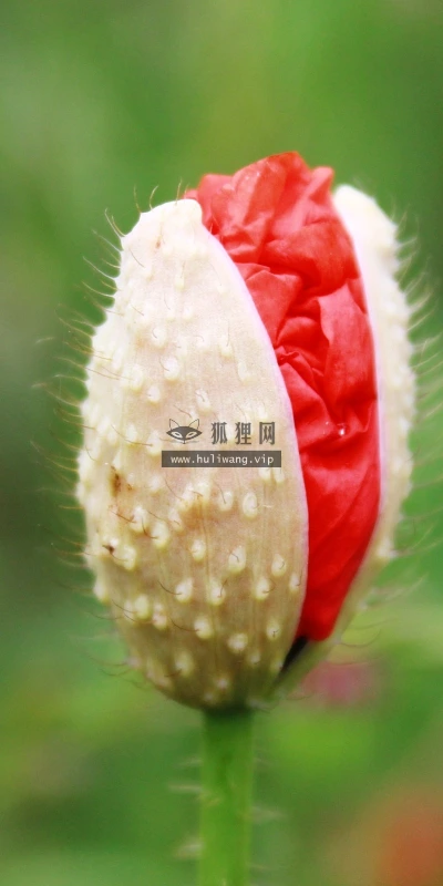 【13386】植物壁纸  2K 高清壁纸2560_1600@青蛙壁纸-笨猫小站