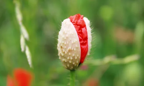 【13386】植物壁纸  2K 高清壁纸2560_1600@青蛙壁纸-笨猫小站