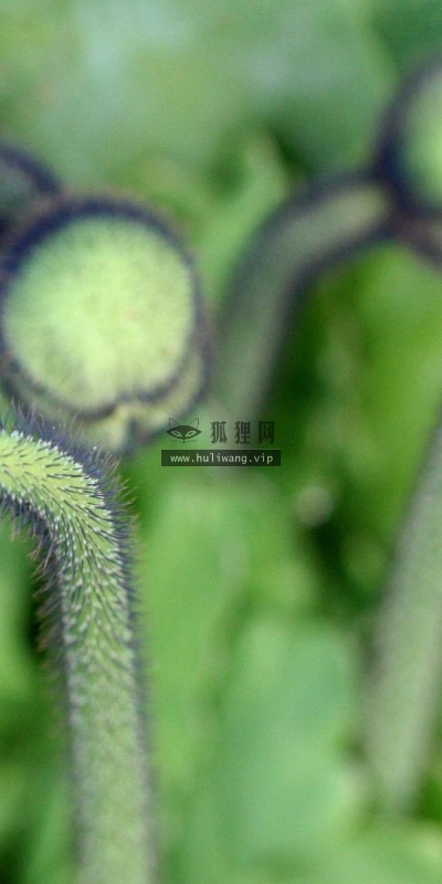 【13387】植物壁纸  2K 高清壁纸2560_1600@青蛙壁纸-笨猫小站