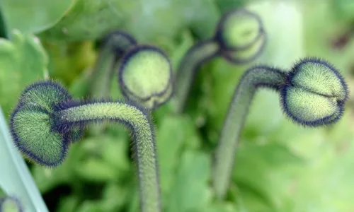 【13387】植物壁纸  2K 高清壁纸2560_1600@青蛙壁纸-笨猫小站