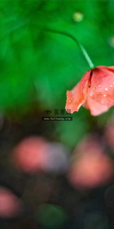 【13388】植物壁纸  2K 高清壁纸2560_1600@青蛙壁纸-笨猫小站