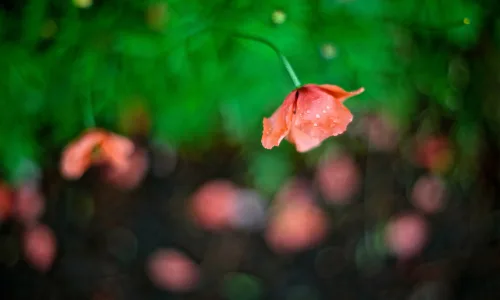【13388】植物壁纸  2K 高清壁纸2560_1600@青蛙壁纸-笨猫小站