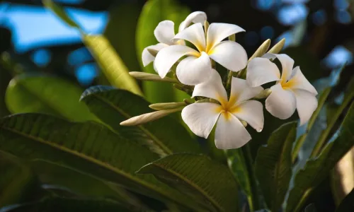 【13389】植物壁纸  2K 高清壁纸2560_1600@青蛙壁纸-笨猫小站