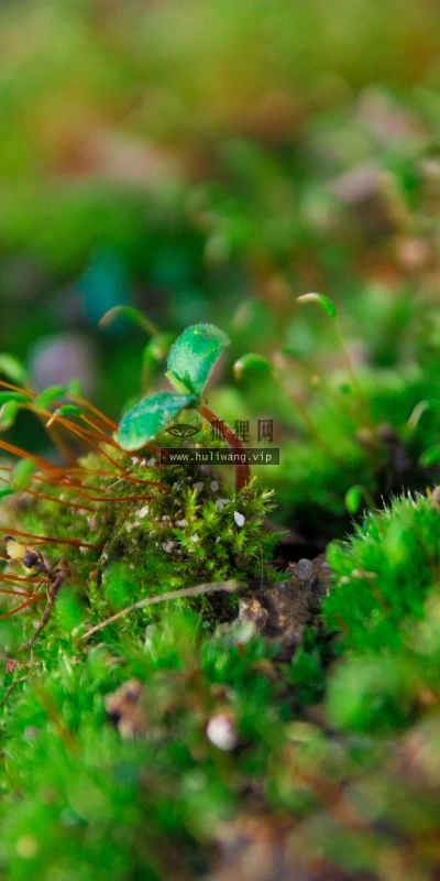 【13390】植物壁纸  2K 高清壁纸2560_1600@青蛙壁纸-笨猫小站