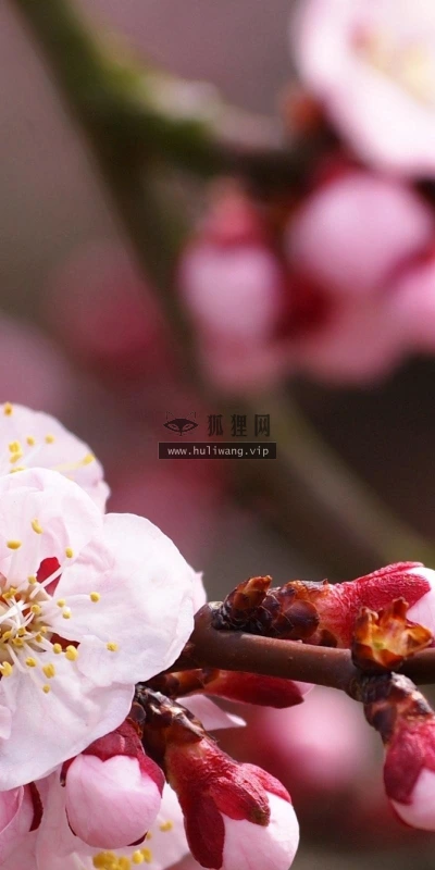 【13391】植物壁纸  2K 高清壁纸2560_1600@青蛙壁纸-笨猫小站