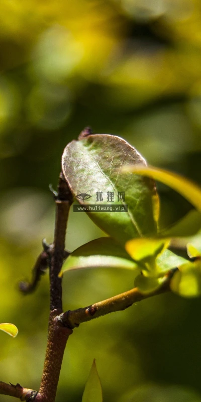 【13392】植物壁纸  2K 高清壁纸2560_1600@青蛙壁纸-笨猫小站