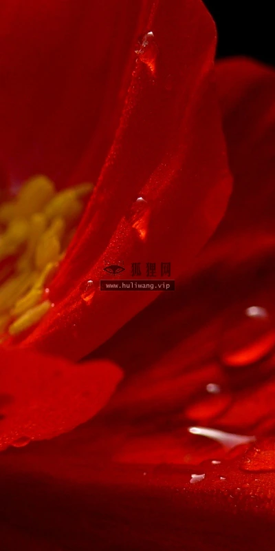 【13393】植物壁纸  2K 高清壁纸2560_1600@青蛙壁纸-笨猫小站