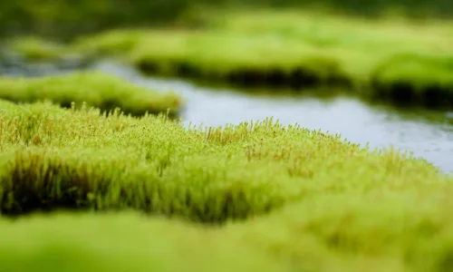 【13394】植物壁纸  2K 高清壁纸2560_1600@青蛙壁纸-笨猫小站