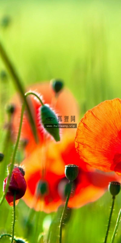 【13395】植物壁纸  2K 高清壁纸2560_1600@青蛙壁纸-笨猫小站