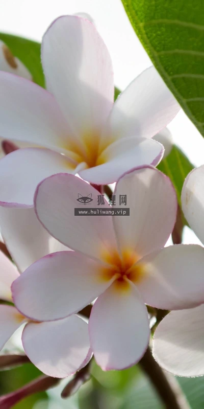 【13397】植物壁纸  2K 高清壁纸2560_1600@青蛙壁纸-笨猫小站