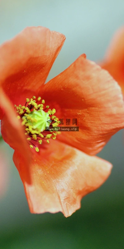 【13398】植物壁纸  2K 高清壁纸2560_1600@青蛙壁纸-笨猫小站