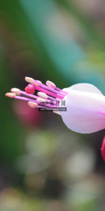【13399】植物壁纸  2K 高清壁纸2560_1600@青蛙壁纸-笨猫小站