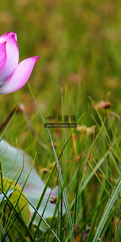 【13400】植物壁纸  2K 高清壁纸2560_1600@青蛙壁纸-笨猫小站
