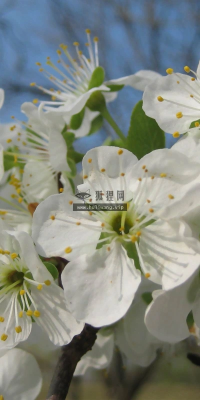 【13403】植物壁纸  2K 高清壁纸2560_1600@青蛙壁纸-笨猫小站