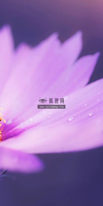 【13405】植物壁纸  2K 高清壁纸2560_1600@青蛙壁纸-笨猫小站