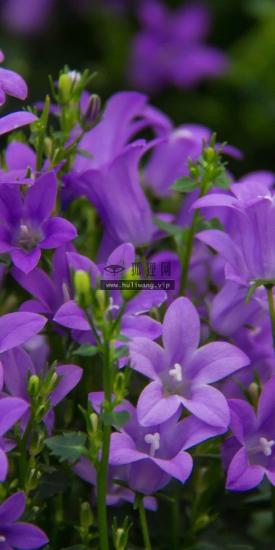 【13408】植物壁纸  2K 高清壁纸2560_1600@青蛙壁纸-笨猫小站