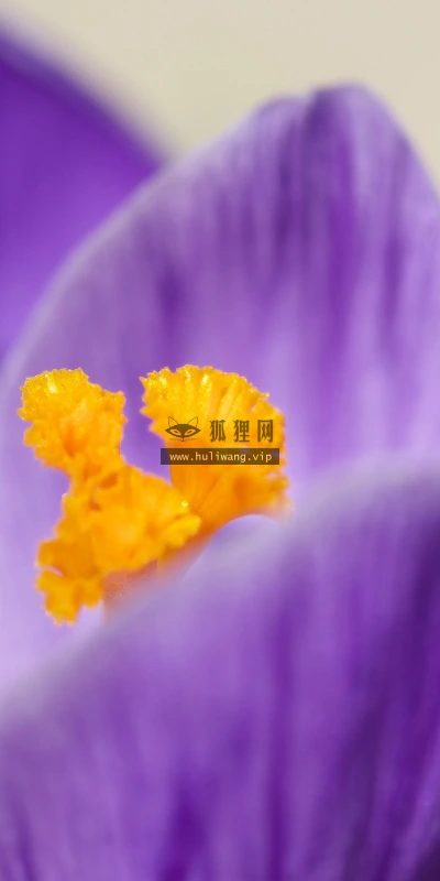 【13409】植物壁纸  2K 高清壁纸2560_1600@青蛙壁纸-笨猫小站