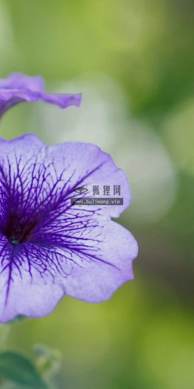 【13410】植物壁纸  2K 高清壁纸2560_1600@青蛙壁纸-笨猫小站