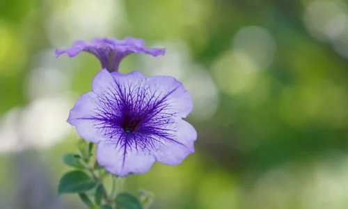 【13410】植物壁纸  2K 高清壁纸2560_1600@青蛙壁纸-笨猫小站
