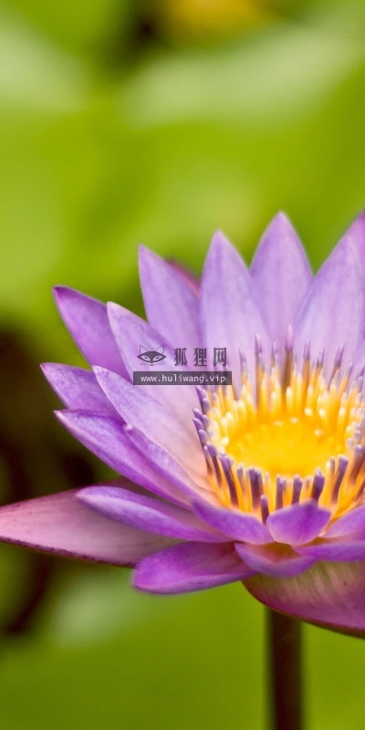 【13411】植物壁纸  2K 高清壁纸2560_1600@青蛙壁纸-笨猫小站