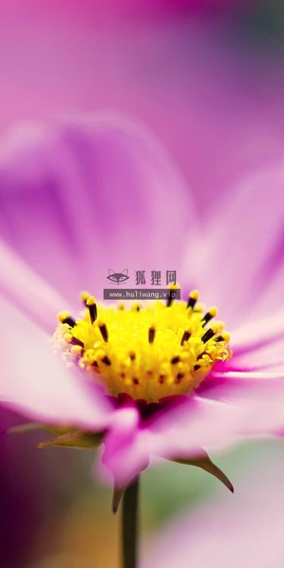 【13412】植物壁纸  2K 高清壁纸2560_1600@青蛙壁纸-笨猫小站