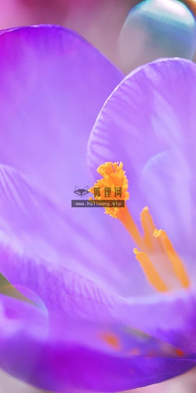 【13414】植物壁纸  2K 高清壁纸2560_1600@青蛙壁纸-笨猫小站