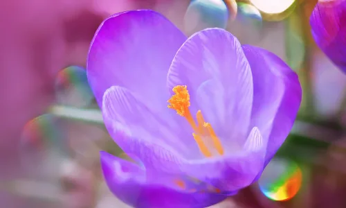 【13414】植物壁纸  2K 高清壁纸2560_1600@青蛙壁纸-笨猫小站