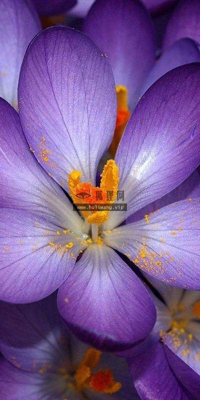 【13415】植物壁纸  2K 高清壁纸2560_1600@青蛙壁纸-笨猫小站