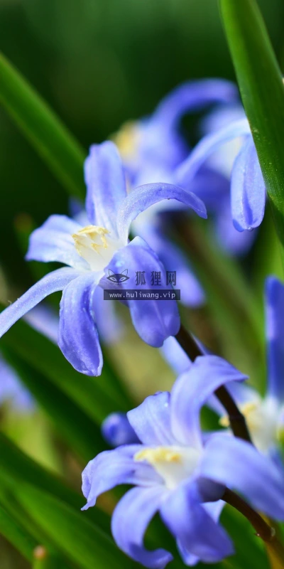 【13416】植物壁纸  2K 高清壁纸2560_1600@青蛙壁纸-笨猫小站