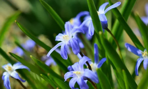 【13416】植物壁纸  2K 高清壁纸2560_1600@青蛙壁纸-笨猫小站